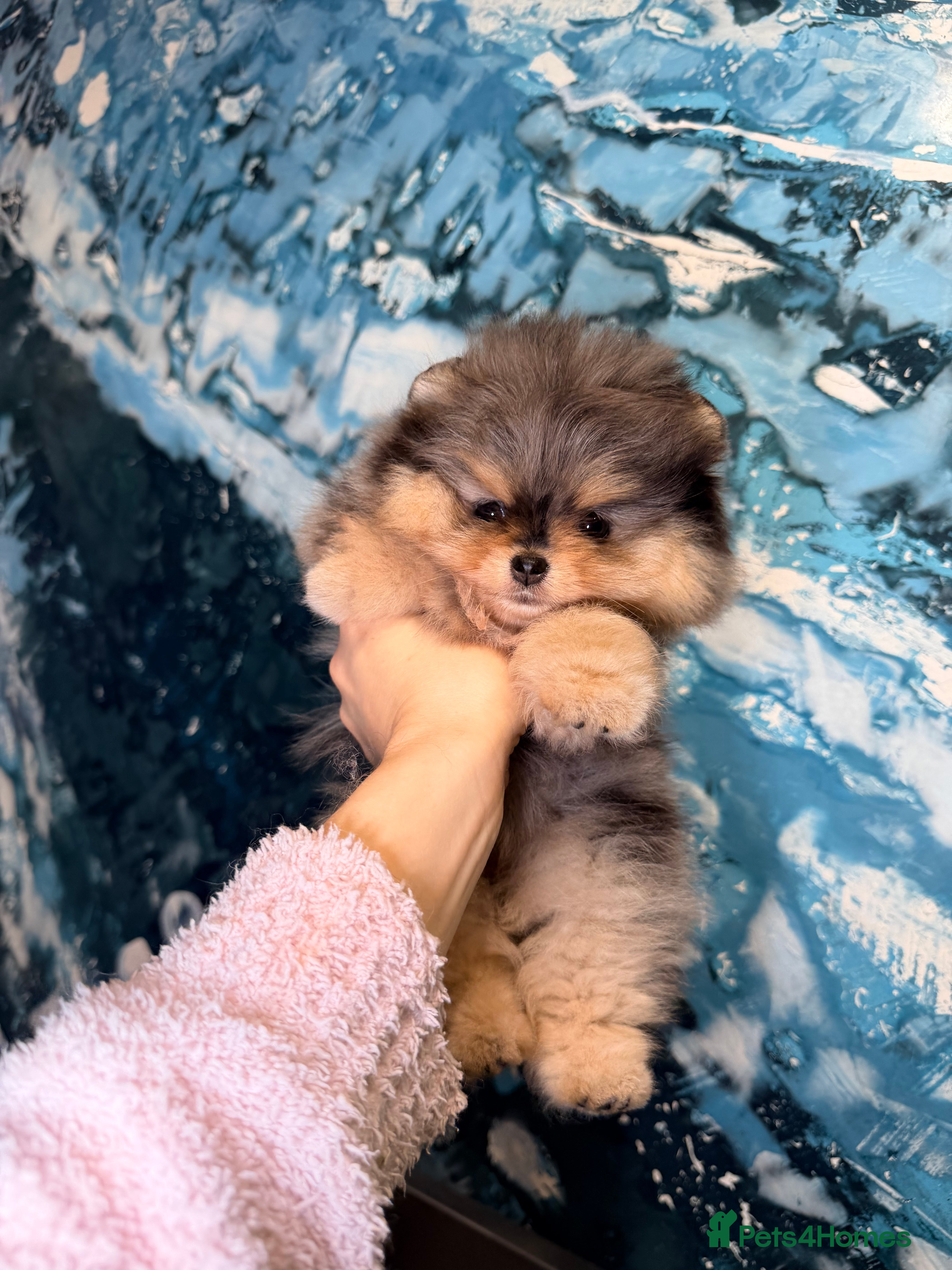 Pomeranian dogs Beautiful Pomeranian Girl - Advert 3