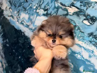 Pomeranian dogs Beautiful Pomeranian Girl - Advert 3