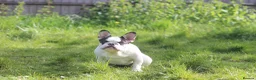 French Bulldog dogs for sale: X1 Platinum boy and x1 Black pied girl  - Advert 8