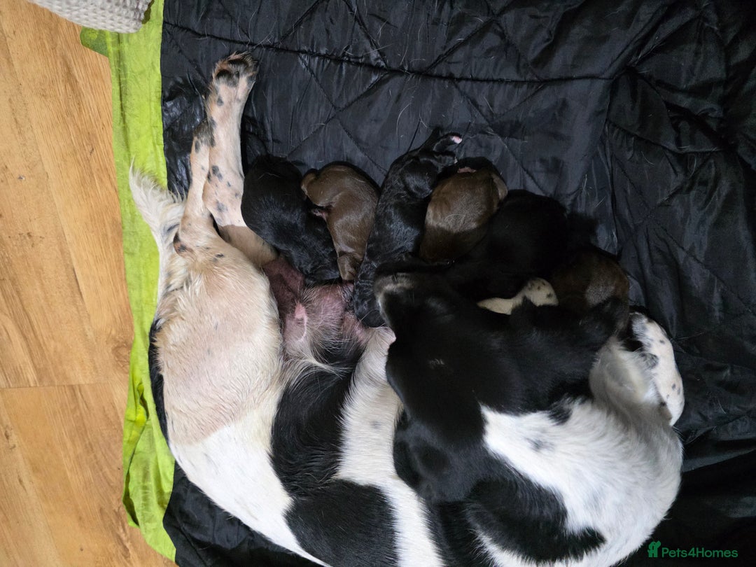 Mixed Breed dogs for sale: Springer x Cockerpoo Pups - Image 4