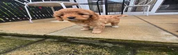 Cavapoo dogs for sale: Teddy bear F1 cavapoo  - Advert 20