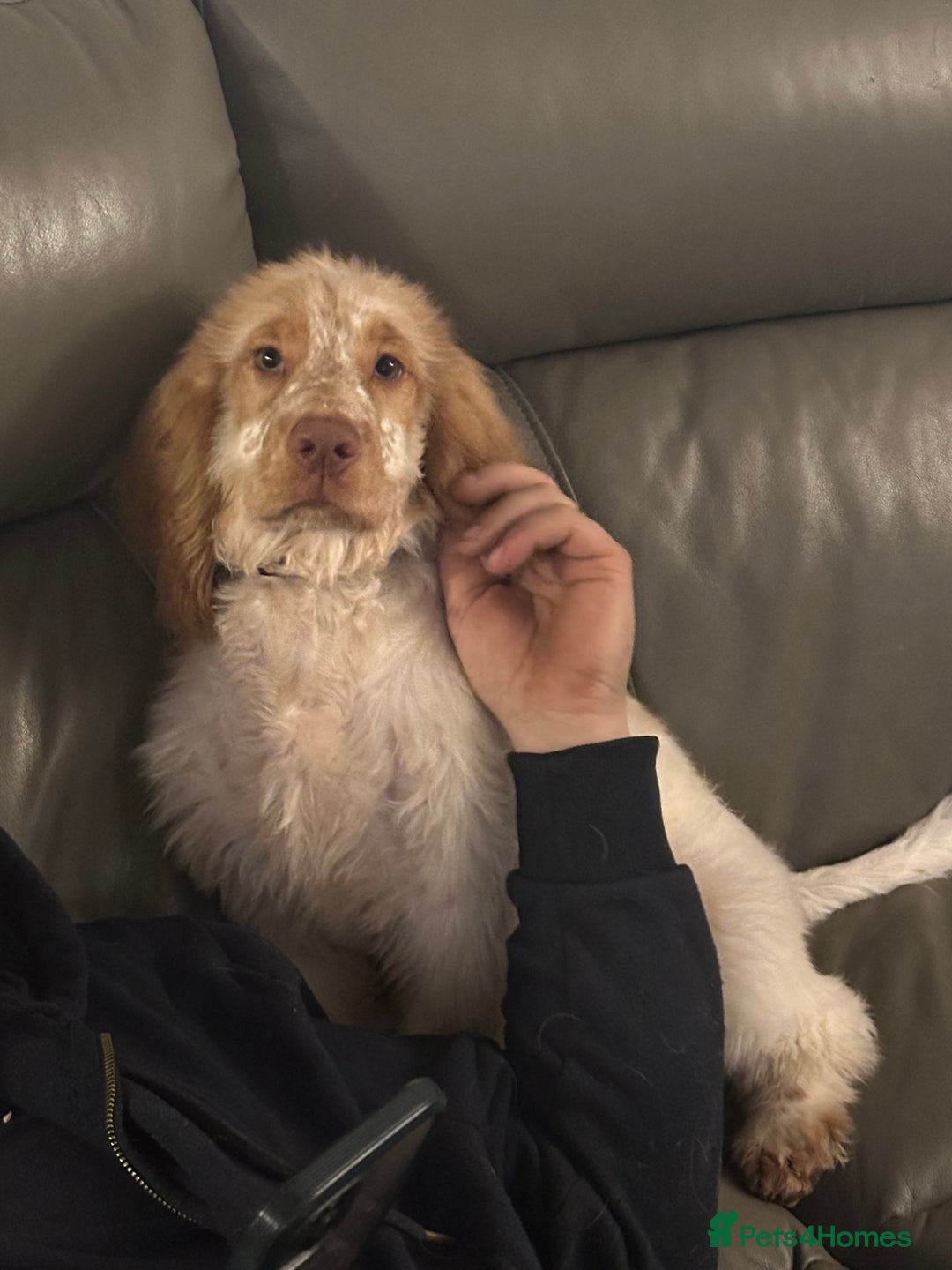 Cocker Spaniel dogs for sale: Beautiful cocker spaniel boy  6 months old  - Advert 4