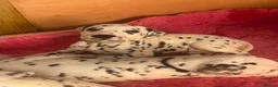 Dalmatian dogs for sale: Eagerly Awaited Litter Now Here 💫 - Advert 6