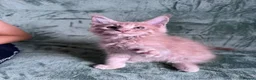 Maine Coon cats for sale: Purebred Maine Coon kittens - Advert 4