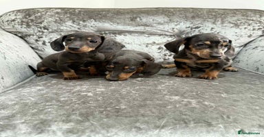 Dachshund dogs - Advert 16