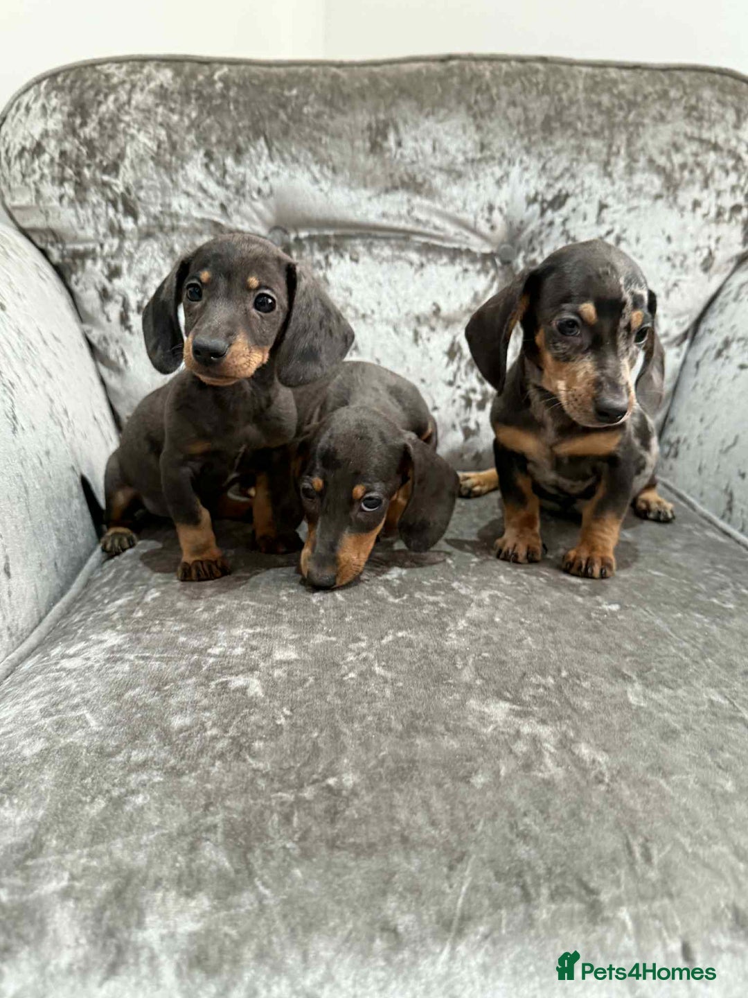 Dachshund dogs for sale: Miniature Dachshunds - Advert 3