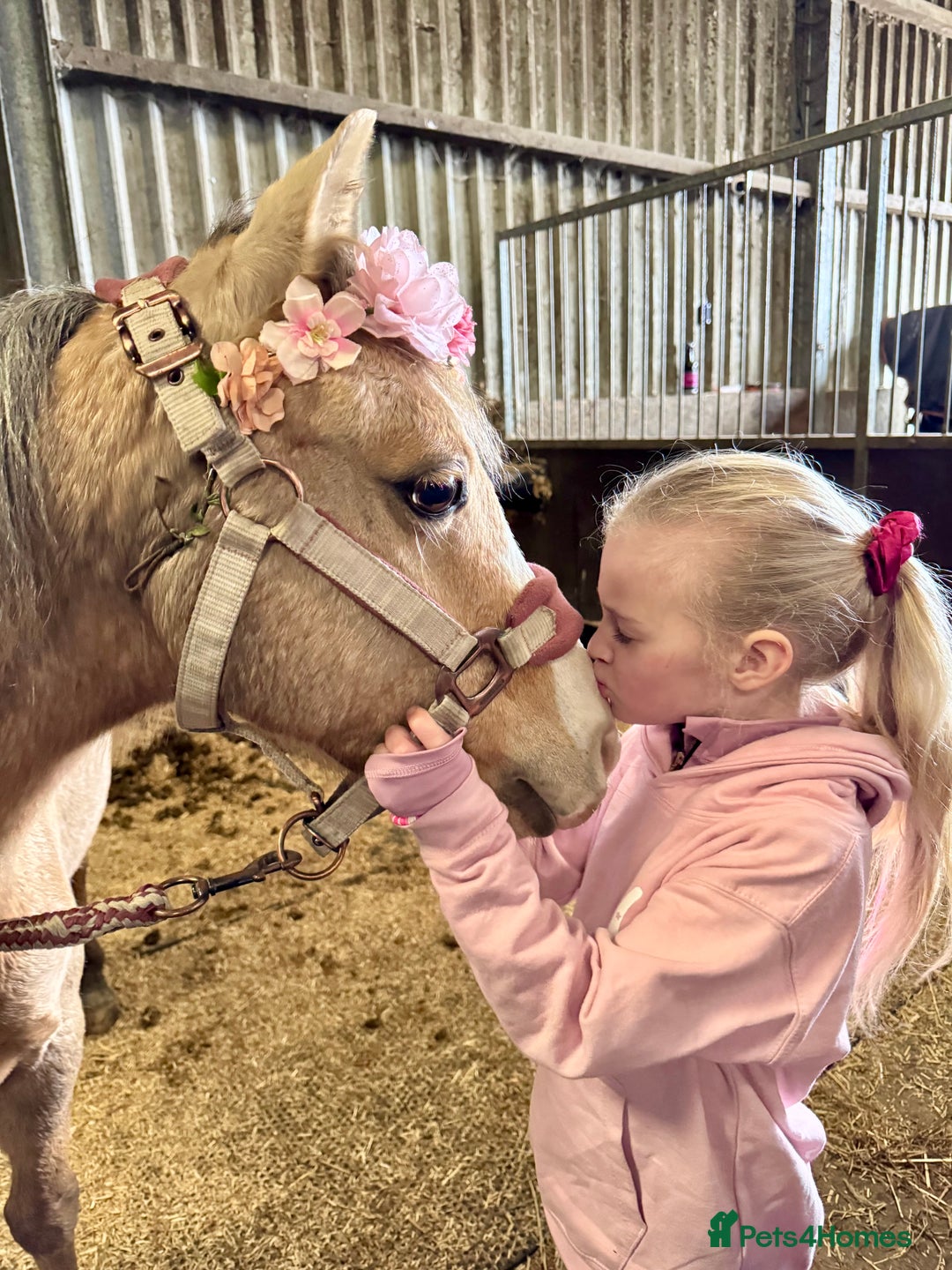 Welsh Section B horses for sale: Palomino Welsh B Non Ridden Companion/ InHand Pony - Image 3
