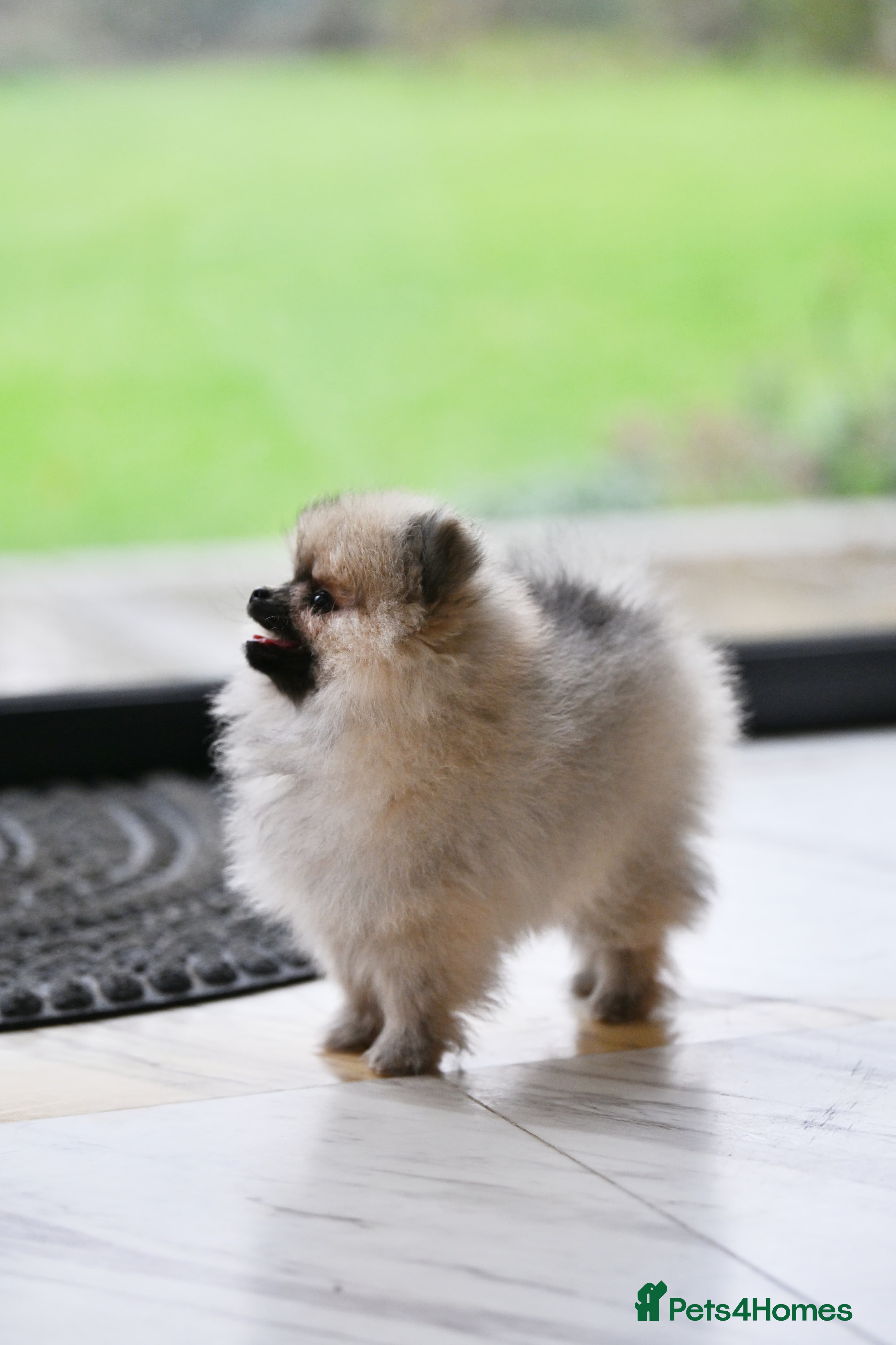 Pomeranian dogs Gorgeous small Pomeranian puppies 🧸  - Advert 5