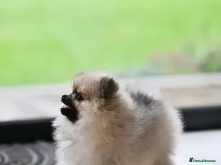 Pomeranian dogs Gorgeous small Pomeranian puppies 🧸 - Advert 5