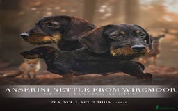 Dachshund dogs for stud: Champion bloodline Teckel stud  in Skipton - Image 2