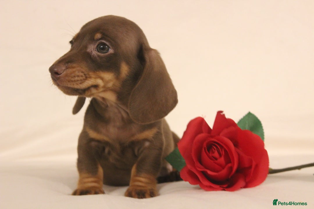 Dachshund dogs for sale: 🌿 Ultimate Miniature Dachshunds 🌿 - Advert 10