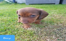 Dachshund dogs for sale: READY NOW Dachshund Puppies - Image 18