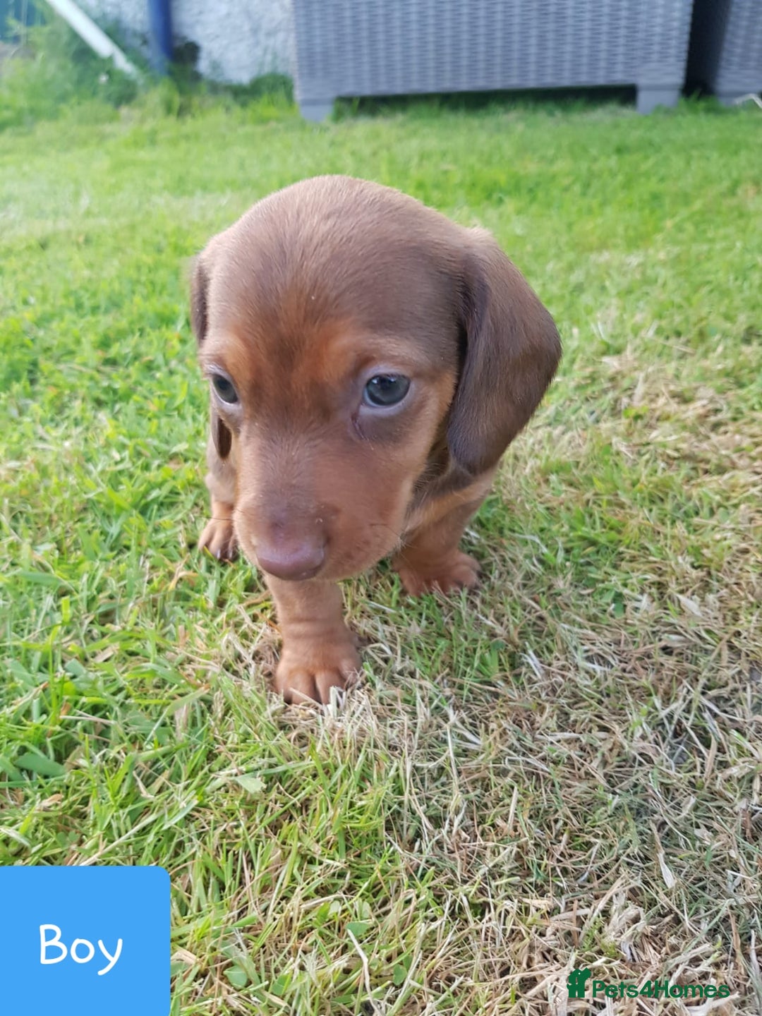 Dachshund dogs for sale: READY NOW Dachshund Puppies - Image 18