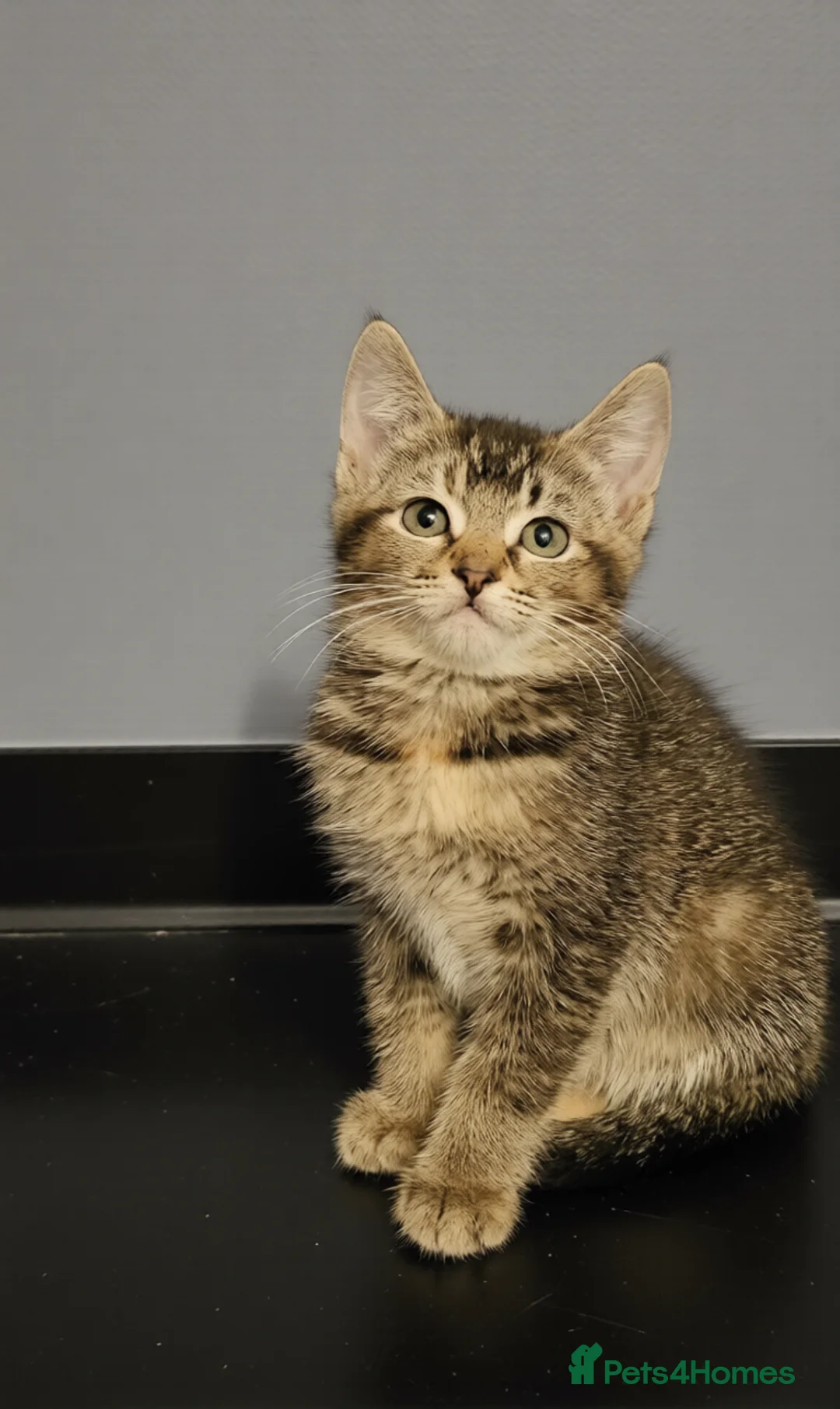 Mixed Breed cats for sale: Kittens available now - Advert 1