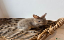 Netherland Dwarf rabbits for sale: 3x boy baby bunnies for sale  - Image 5