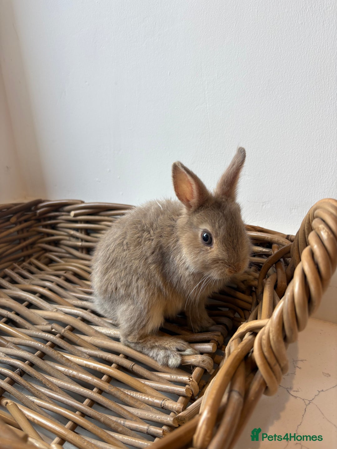 Netherland Dwarf rabbits for sale: 3x boy baby bunnies for sale  - Image 5
