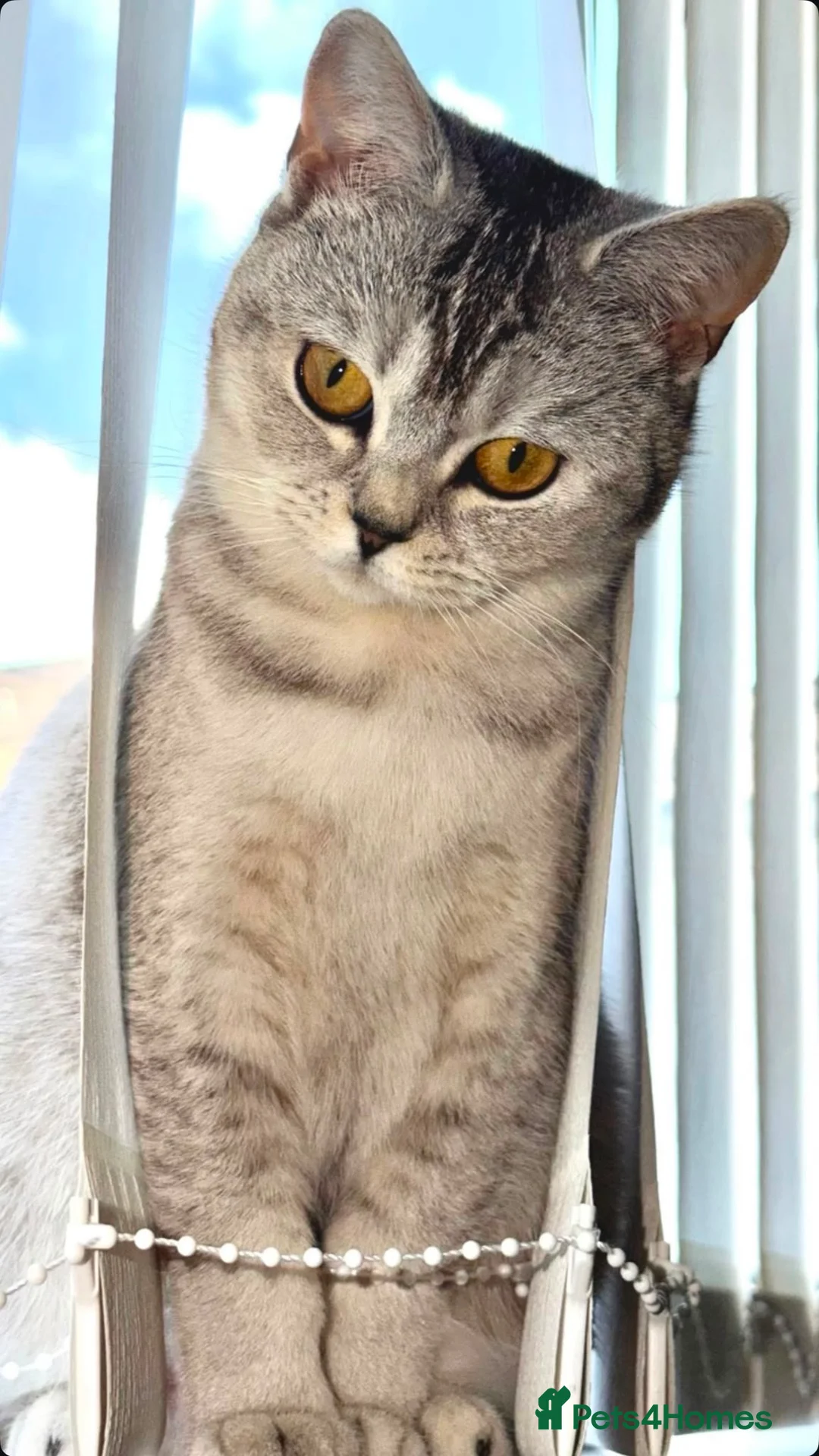 British Shorthair cats for sale: BS Kittens Available Fully TestedReady to Meet You - Advert 1