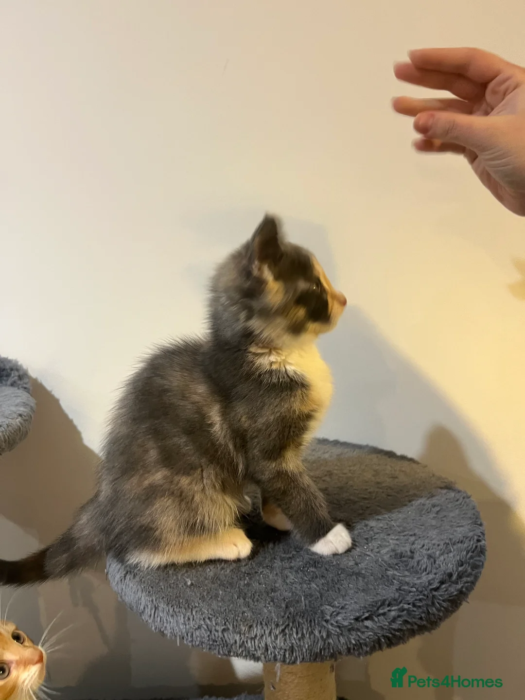 Mixed Breed cats for sale: kittens ready for a new home. - Advert 23