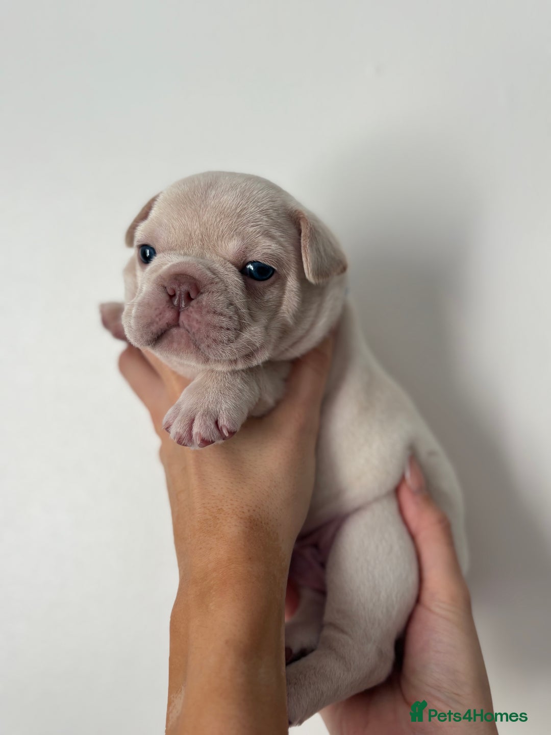 French Bulldog dogs for sale: French bulldog pedigree litter - Image 11
