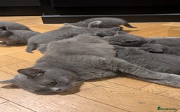 British Shorthair cats for sale: BSH Blue kittens, 3xgirls 3xboys - Image 26