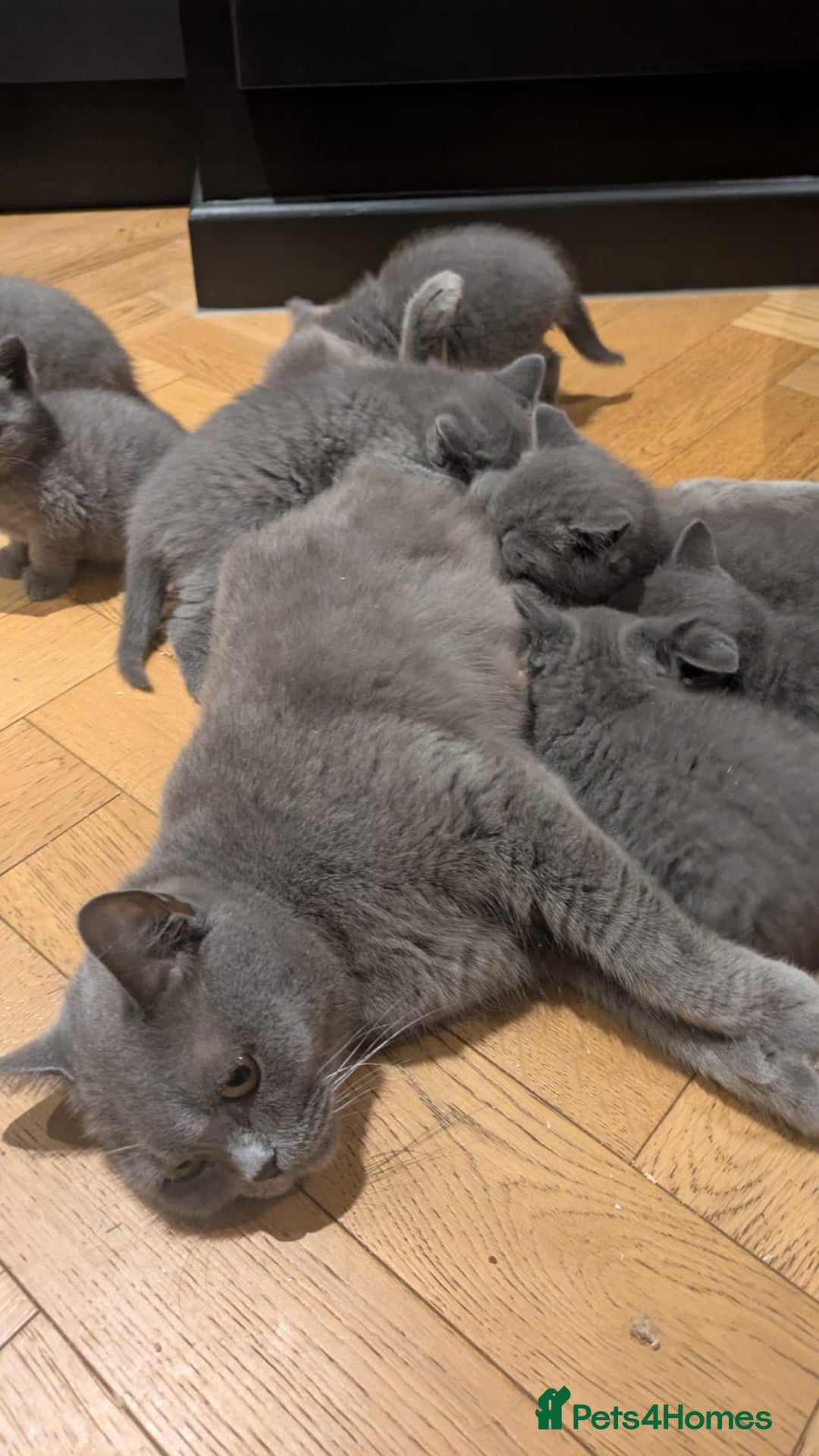 British Shorthair cats for sale: BSH Blue kittens, 3xgirls 3xboys - Image 26