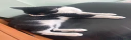 Mixed Breed cats for sale: Cute black and white male tuxedo cat, 6 months old in Luton - Advert 4