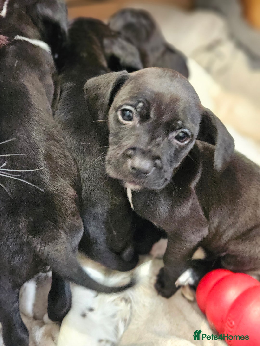 Mixed Breed dogs for sale: Staff x 4 x boys and 2 x girls ready now - Advert 2