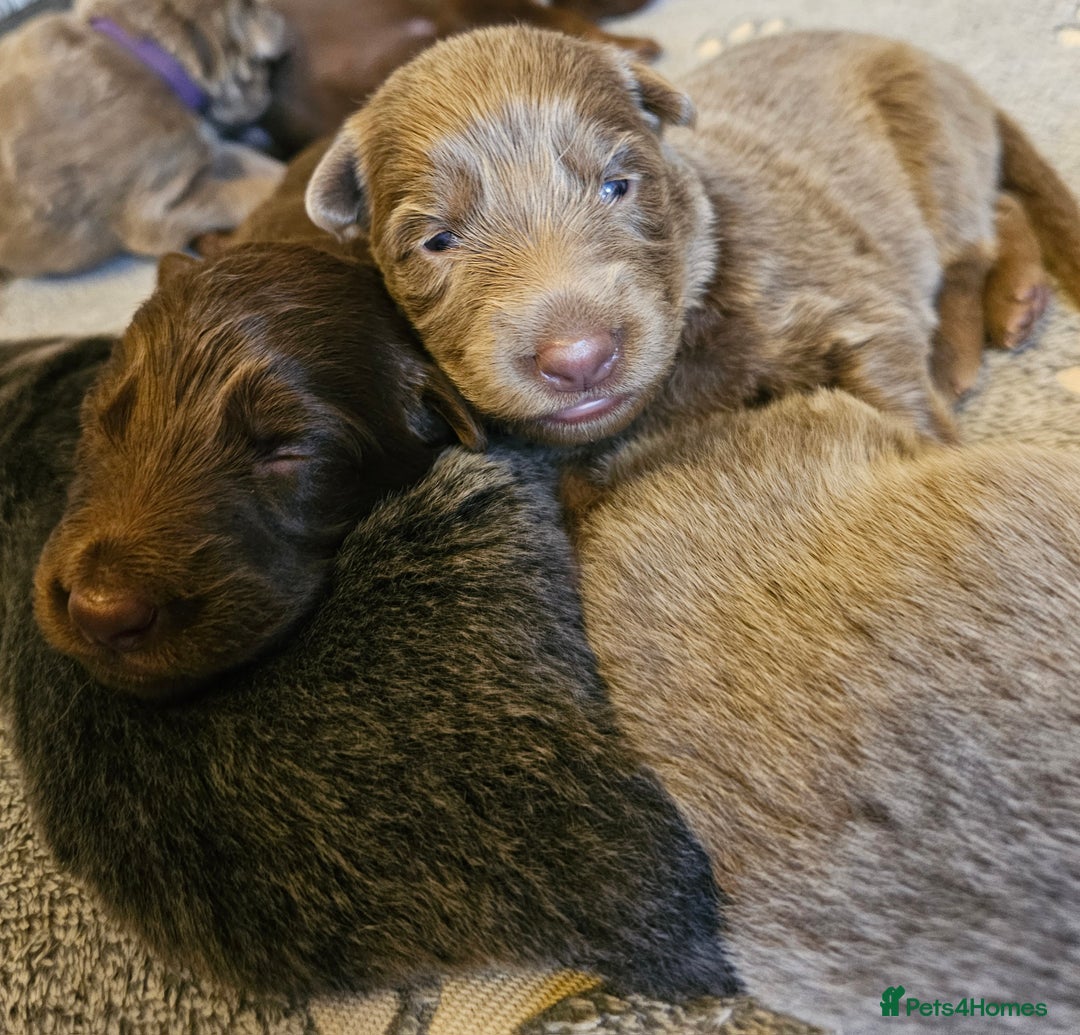 German Shepherd dogs for sale: 💠5 Beautiful healthy KC reg straight back GSP's💠 - Advert 5