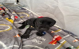 Mixed Breed dogs for sale: Docker Puppies For Sale🐶 - Image 12