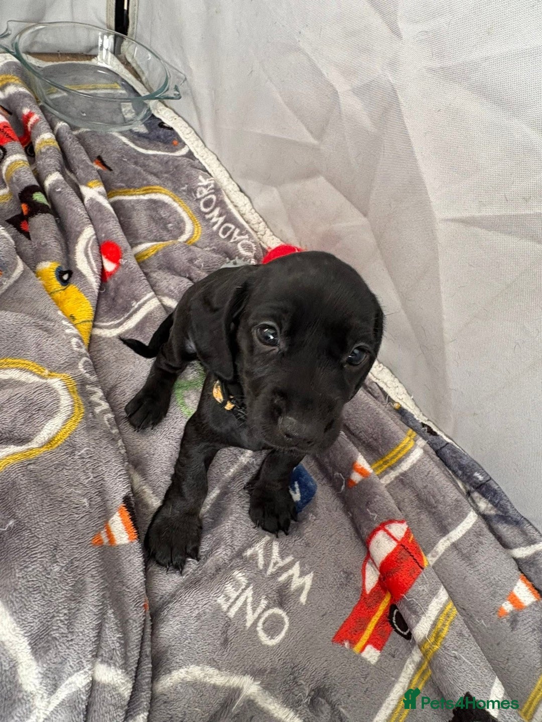 Mixed Breed dogs for sale: Docker Puppies For Sale🐶 - Image 12