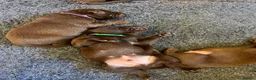 Labrador Retriever dogs for sale: Beautiful KC Choc Labrador Pups - 4 left! - Advert 10