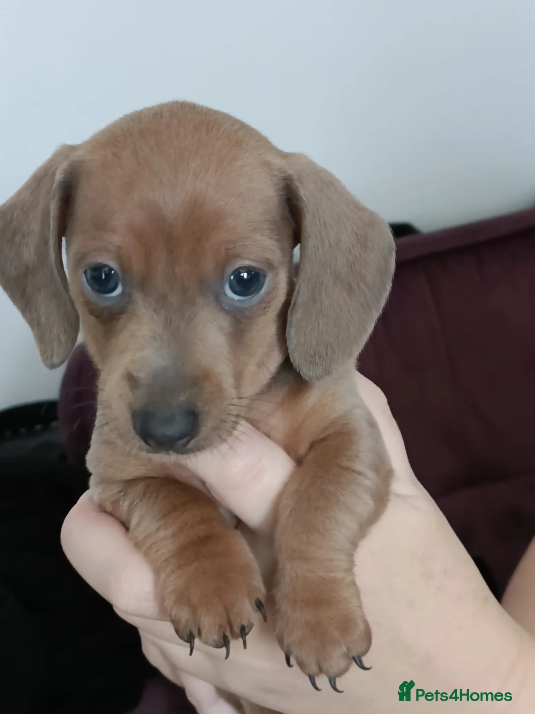 Miniature Dachshund dogs for sale: Beautiful miniature dachshund puppies - Advert 12