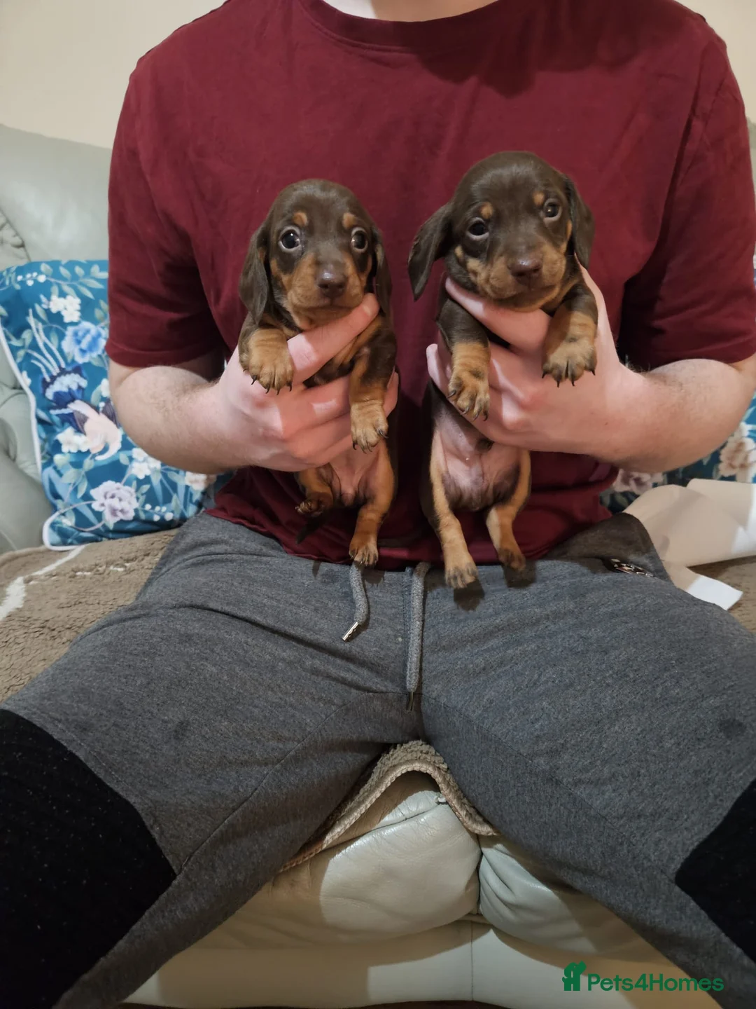 Miniature Dachshund dogs for sale: Stunning miniature dachshund puppies  - Advert 4