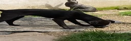Patterdale Terrier dogs for sale: 3 Patterdale dogs… one 8 mths…. Two 6 months  - Advert 7