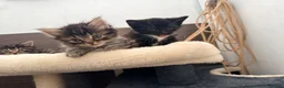 Maine Coon cats for sale: Mainecoon X Bombay X Tabby - Advert 15