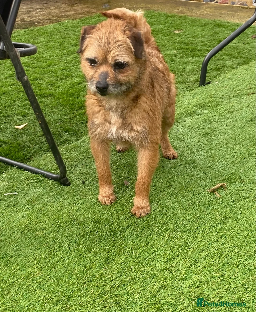 Border Terrier dogs for sale: 4 beautiful border terrier boys left  - Advert 33