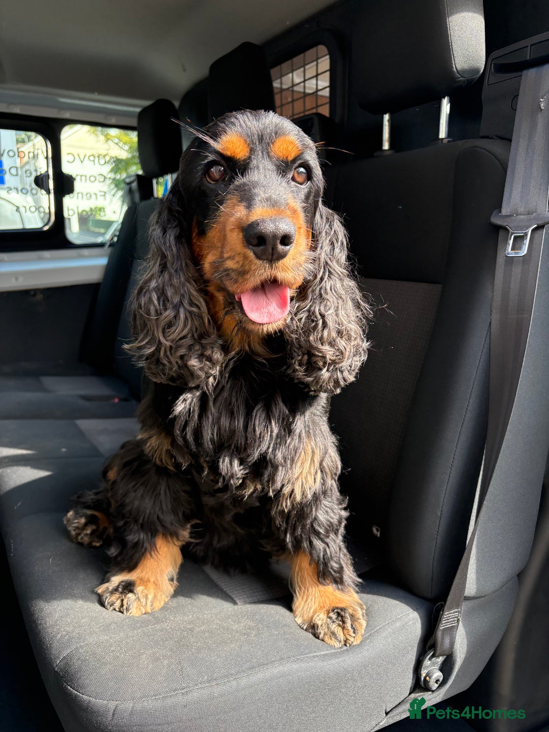 Cocker Spaniel dogs for sale: Beautiful KC Registered- Cocker Spaniel Pups   - Advert 2