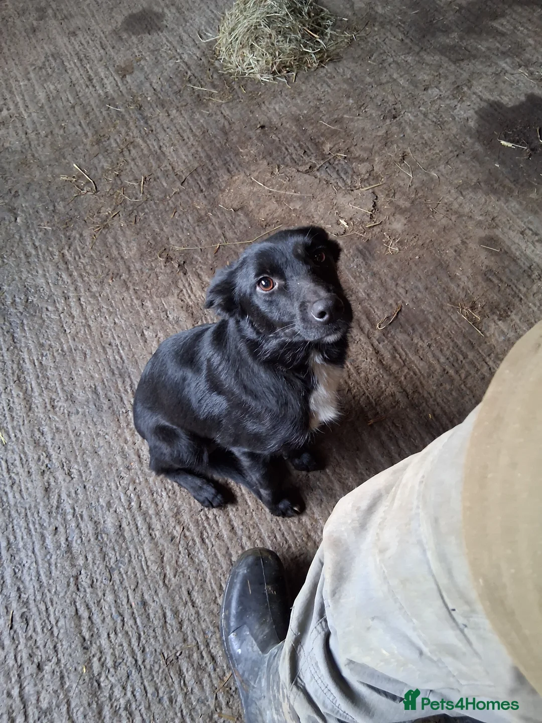 Mixed Breed dogs for sale: Cocker x collie puppies - Advert 5