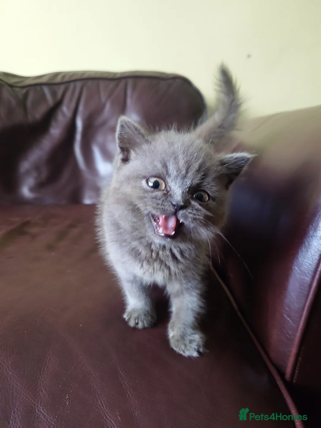 British Shorthair cats for sale: British shorthair female in Bristol - Advert 2