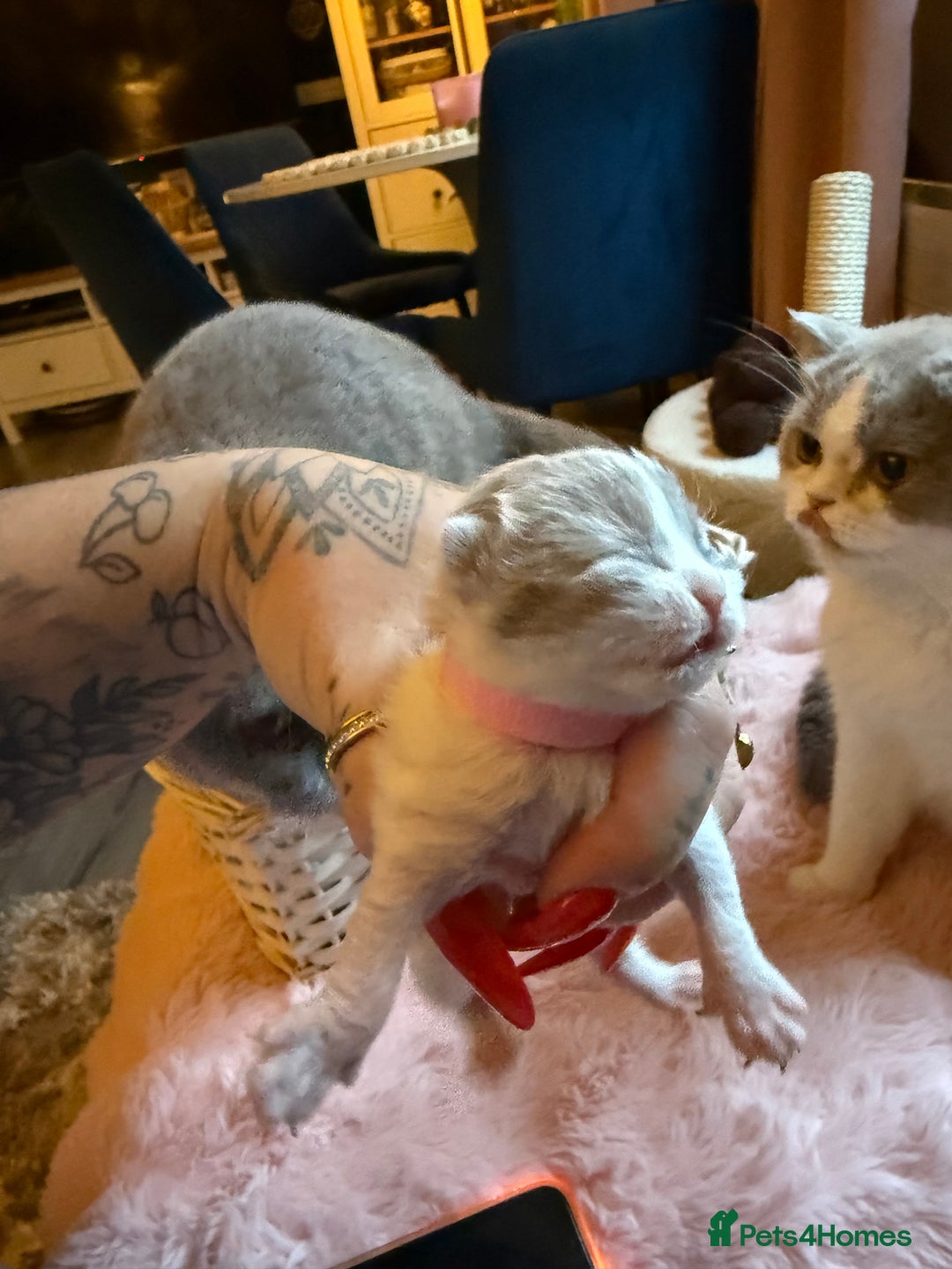 British Shorthair cats for sale: Pure British Shorthair outstanding quality 😻🥇🏆 - Advert 13