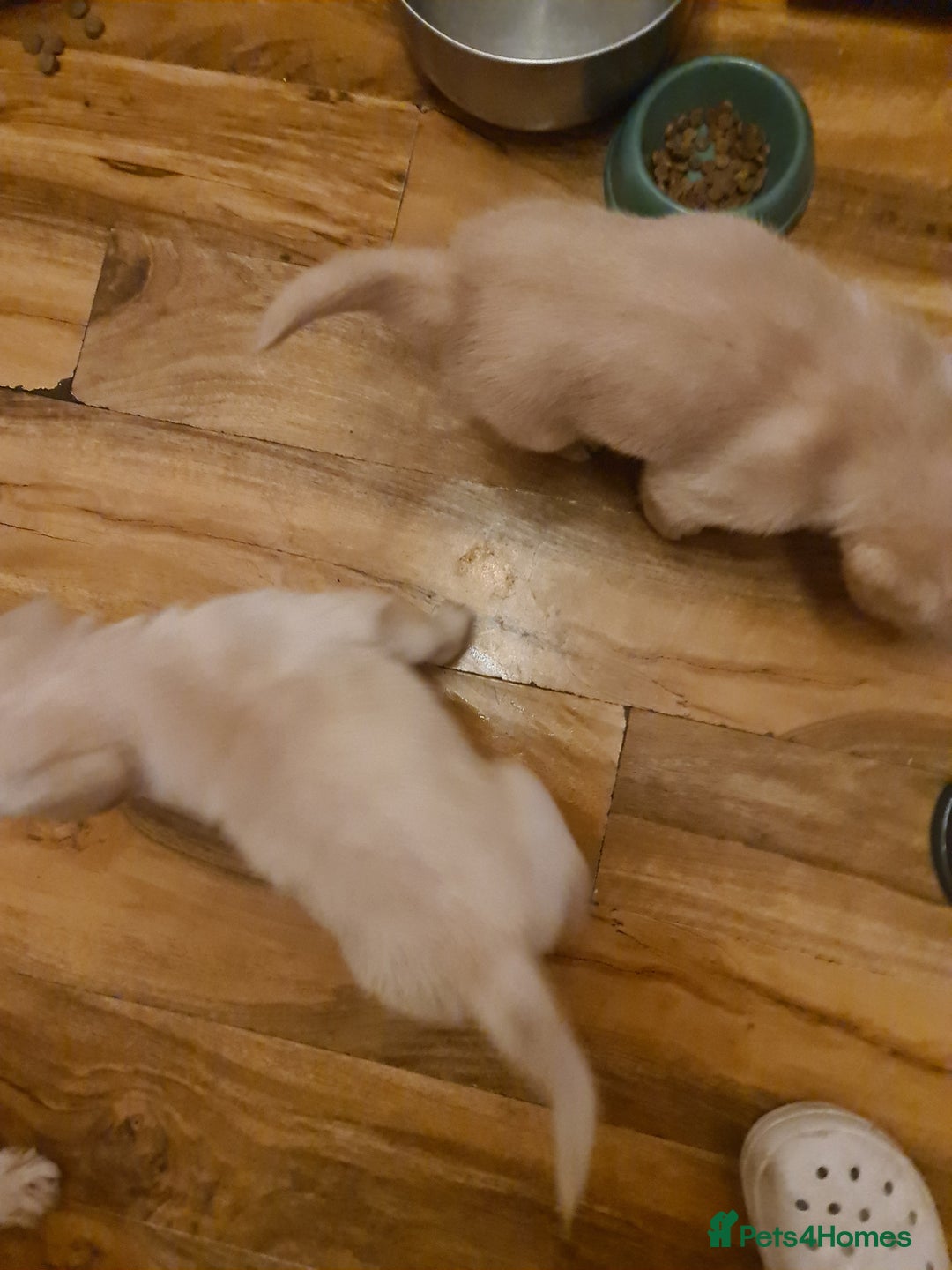 Labrador Retriever dogs for sale: Two beautiful boys - Advert 9