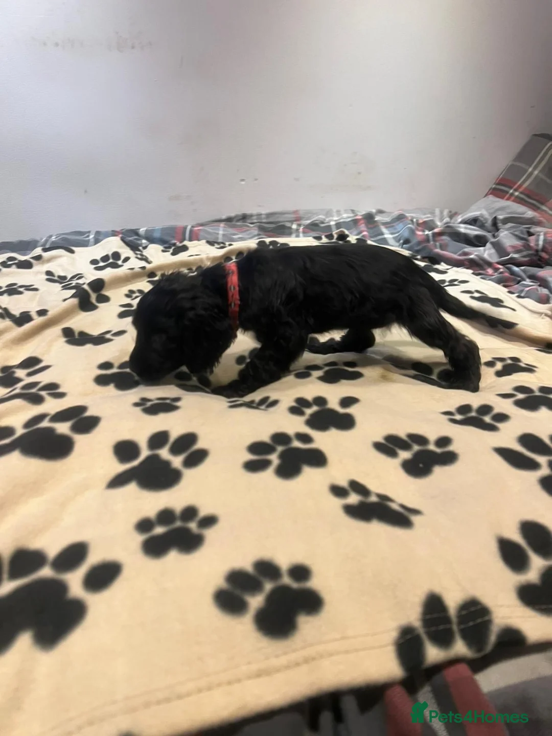 Cockapoo dogs for sale: Cocker spaniel/ cocapoo  - Advert 22