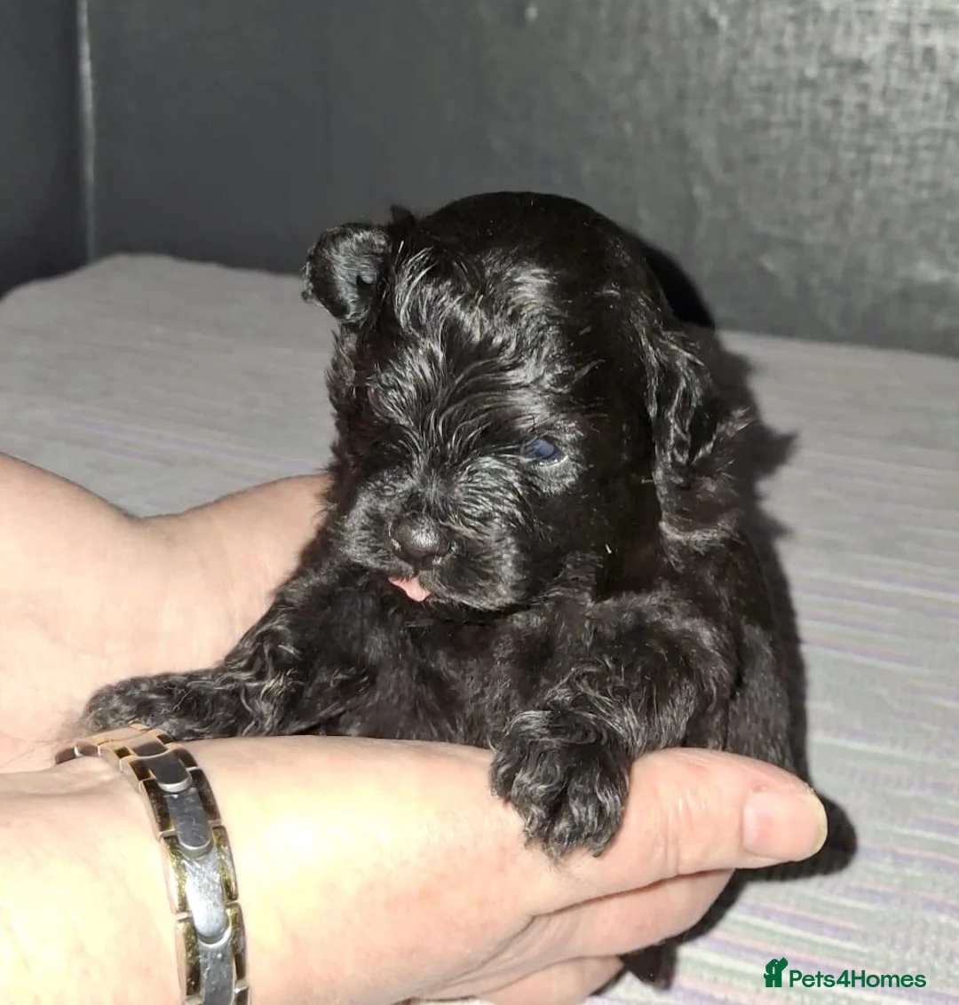 Pomapoo dogs for sale: Beautiful Pomapoo or Pomadoodle puppies in Bradford - Advert 3