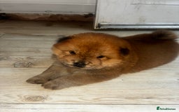 Chow Chow dogs for sale: Cinnamon Chow Chow Puppies - Image 4