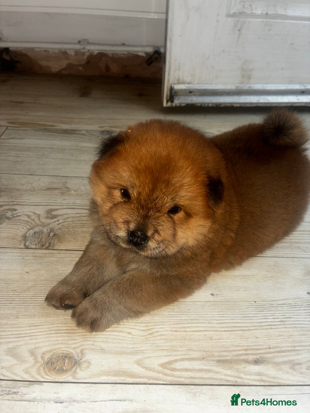 Chow Chow dogs for sale: Cinnamon Chow Chow Puppies - Image 4