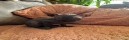 Sphynx cats for sale: Beautiful Sphynx Kittens 🐾 - Advert 5