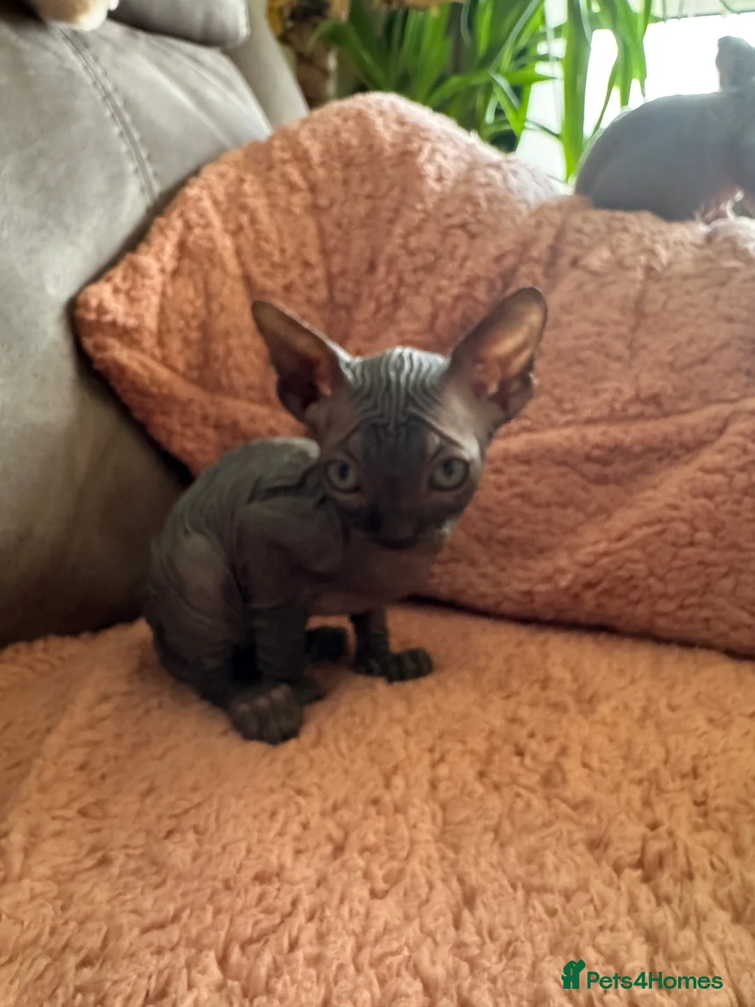 Sphynx cats for sale: Beautiful Sphynx Kittens 🐾 - Advert 5