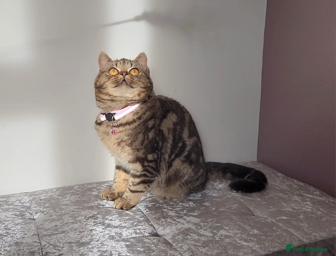 British Shorthair cats for sale: Amazing Quality Pedigree British Shorthair Kittens - Advert 21