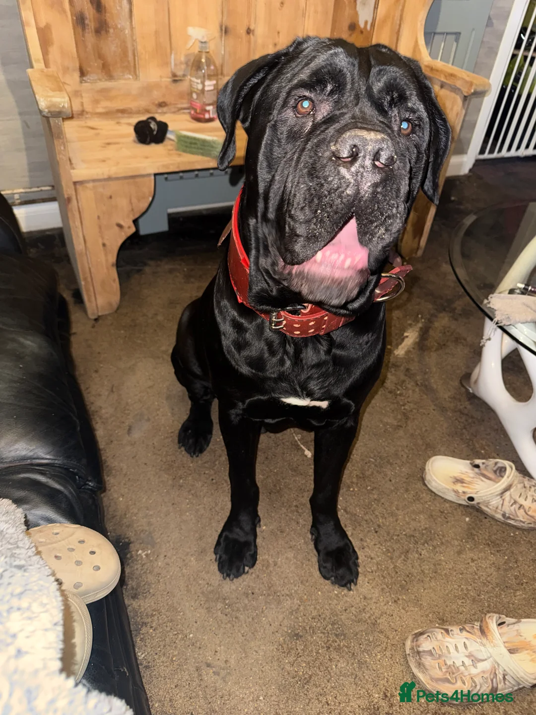 Cane Corso dogs for stud: venom the cane corso  - Advert 2