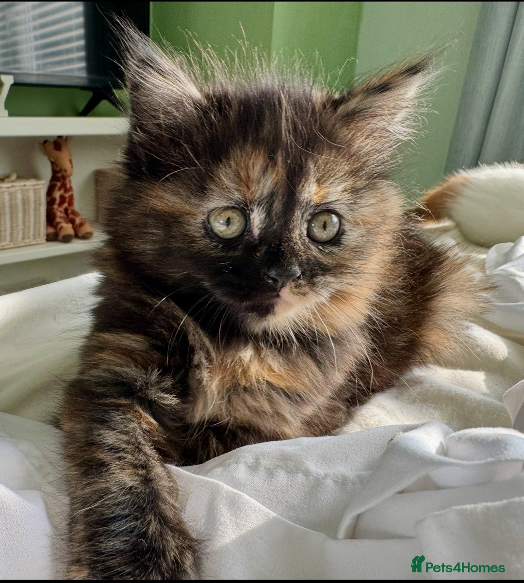 Turkish Angora cats for sale: Two Gorgeous Female Kittens  - Image 9